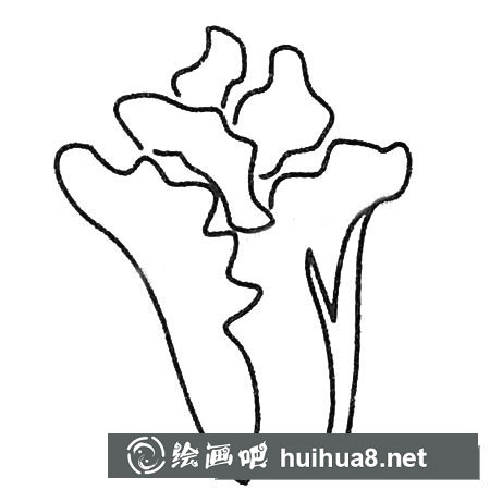 白菜简笔画大全及画法步骤