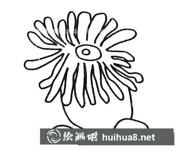 卡通海葵简笔画